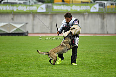 Camino Brillante Azima