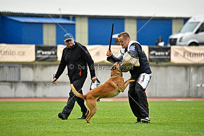 Campari vom Clan der Wölfe