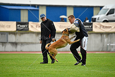 Campari vom Clan der Wölfe