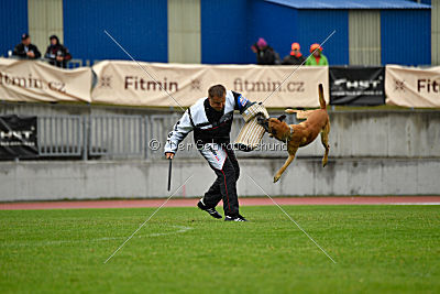 Campari vom Clan der Wölfe