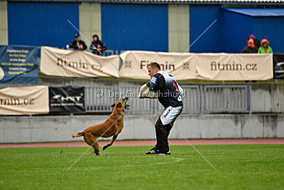 Campari vom Clan der Wölfe