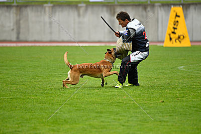 Campari vom Clan der Wölfe