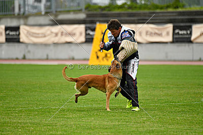 Campari vom Clan der Wölfe