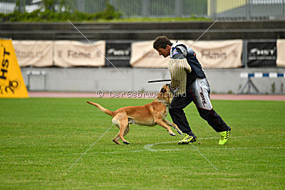 Campari vom Clan der Wölfe