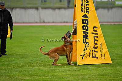 Campari vom Clan der Wölfe