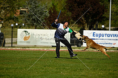 Cane Codi-Fin
