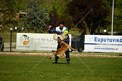 Cane Codi-Fin