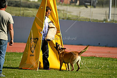 Cane Codi-Fin