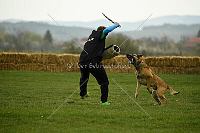 Cane Codi-Fin