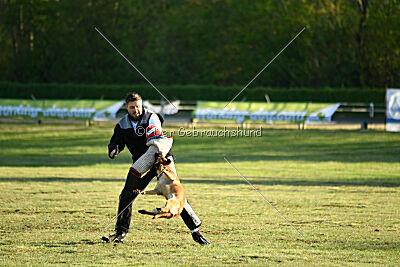 Caramba von der schwarzen Mamba