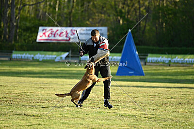 Caramba von der schwarzen Mamba