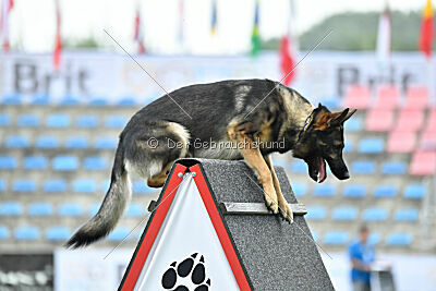 Caretino Czech Legendary