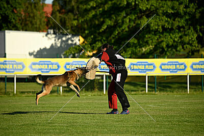 Cassius Dio vom Buxtehuder Bullen