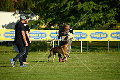 Cassius Dio vom Buxtehuder Bullen