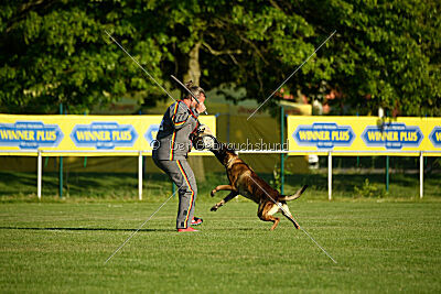 Cassius Dio vom Buxtehuder Bullen