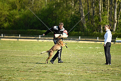 Cassius Dio vom Buxtehuder Bullen