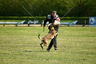 Cassius Dio vom Buxtehuder Bullen