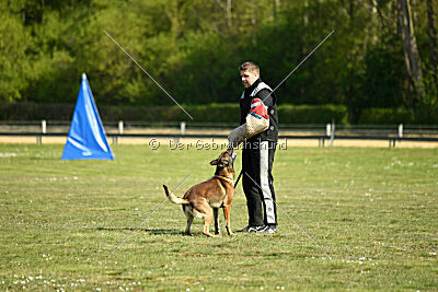 Cassius Dio vom Buxtehuder Bullen