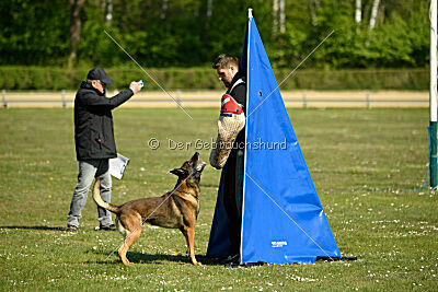 Cassius Dio vom Buxtehuder Bullen