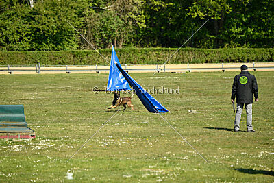 Cassius Dio vom Buxtehuder Bullen