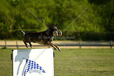 Cassius Dio vom Buxtehuder Bullen
