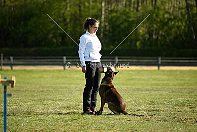 Cassius Dio vom Buxtehuder Bullen