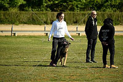 Cassius Dio vom Buxtehuder Bullen