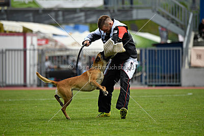 Catlyn vom Clan der Wolfe