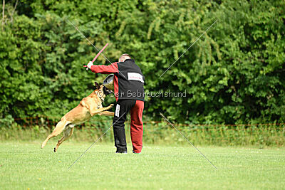 Cayar von der schwarzen Mamba