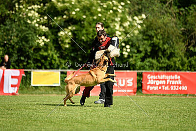 Cayar von der schwarzen Mamba