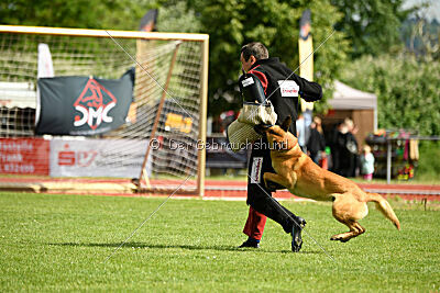 Cayar von der schwarzen Mamba