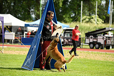 Cayar von der schwarzen Mamba
