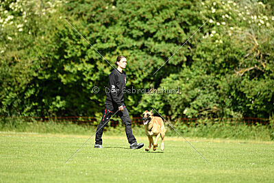 Cayar von der schwarzen Mamba