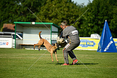 Cayar von der schwarzen Mamba