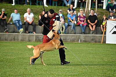 Cayar von der schwarzen Mamba