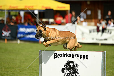 Cayar von der schwarzen Mamba