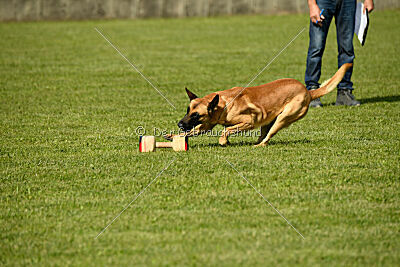 Cayar von der schwarzen Mamba