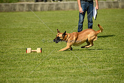 Cayar von der schwarzen Mamba