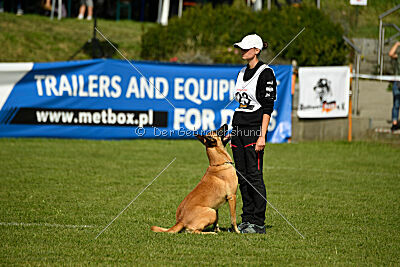 Cayar von der schwarzen Mamba