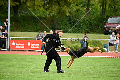 Cedrik vom Roten Milan