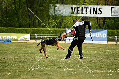 Cedrik vom Roten Milan