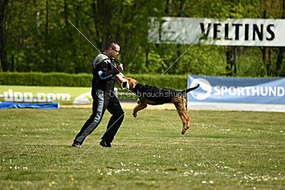 Cedrik vom Roten Milan
