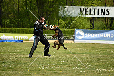 Cedrik vom Roten Milan