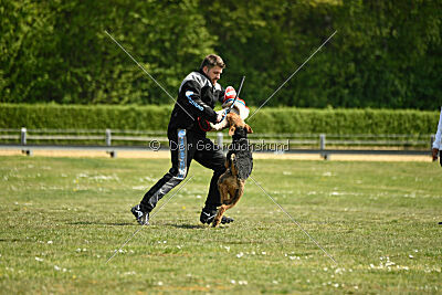 Cedrik vom Roten Milan