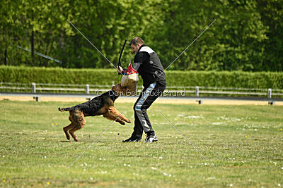 Cedrik vom Roten Milan