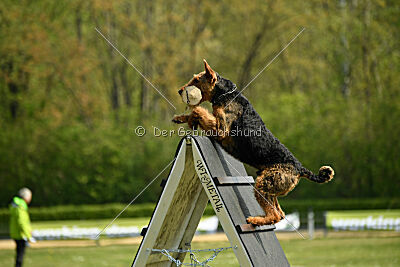 Cedrik vom Roten Milan