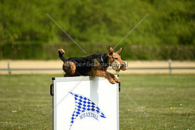 Cedrik vom Roten Milan