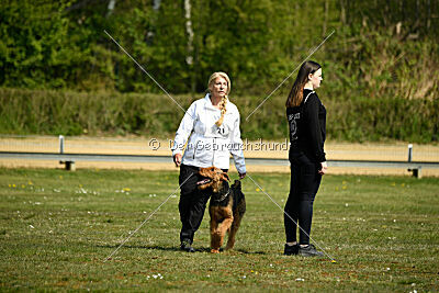 Cedrik vom Roten Milan