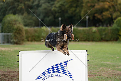Cetan vom Bachsteinhaus