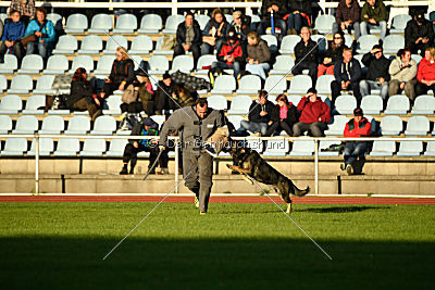 Champ vom Lupus Alpha